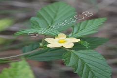 Malvastrum coromandelianum